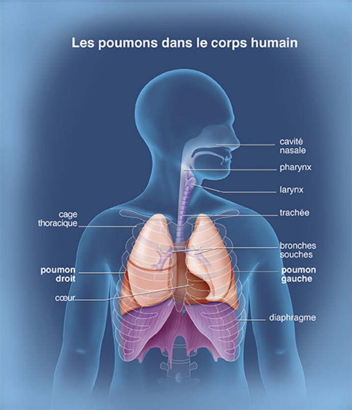 Les Poumons Anatomie Du Corps Humain Anatomie Humaine Organes My Xxx Hot Girl