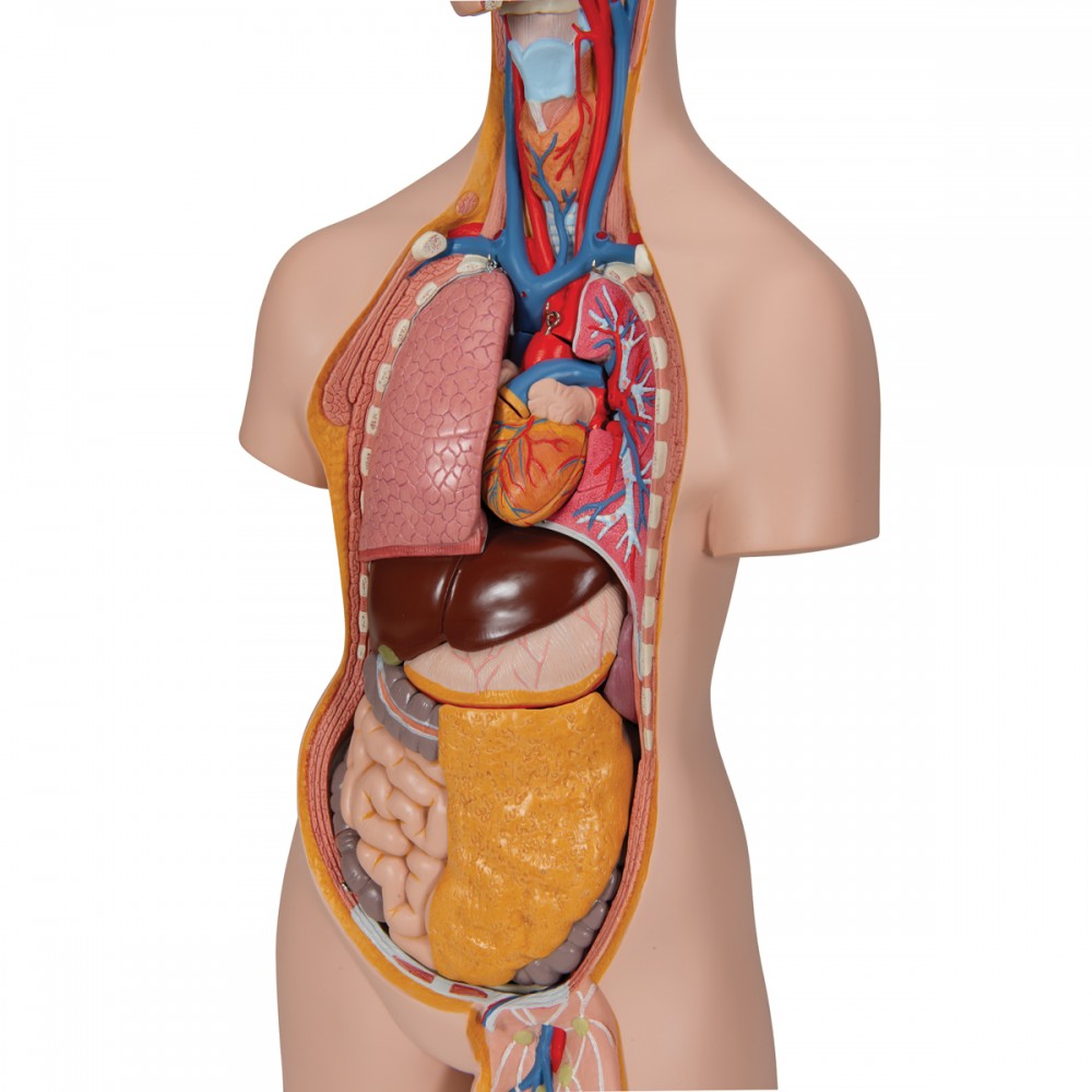 Anatomie humaine: Mini-torse aséxué en 18 parties - 42 cm