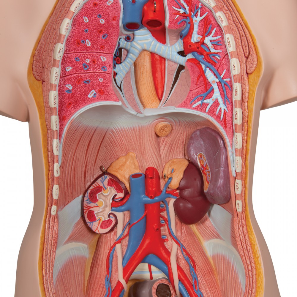 Modèle anatomique d'anatomie du corps du torse humain unisexe