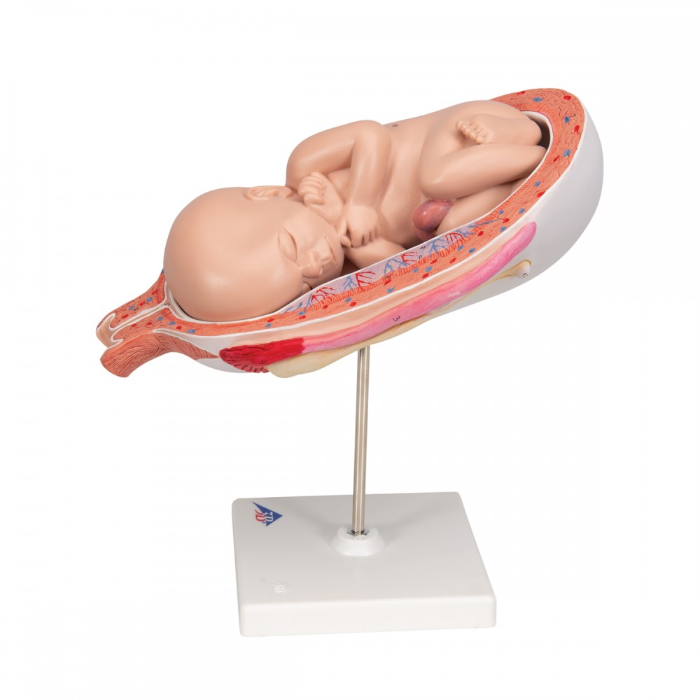 achat modele de Foetus à 7 mois, position normale