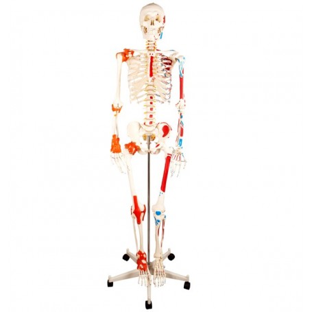 Squelette Humain Polyvalent Flexible, En Résine, Support (5 Pieds