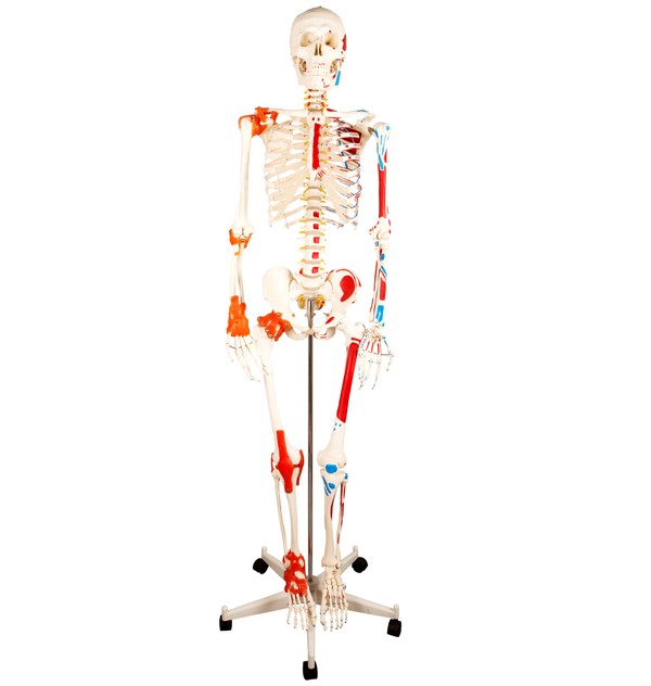Acheter des modèles de squelette humain
