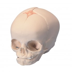 Crâne anatomique – Instrumental care