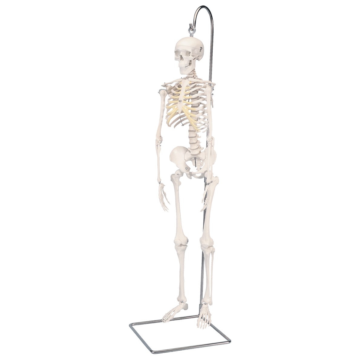 Mini Maquette Squelette Humain Modèle Anatomique Mini Squelette