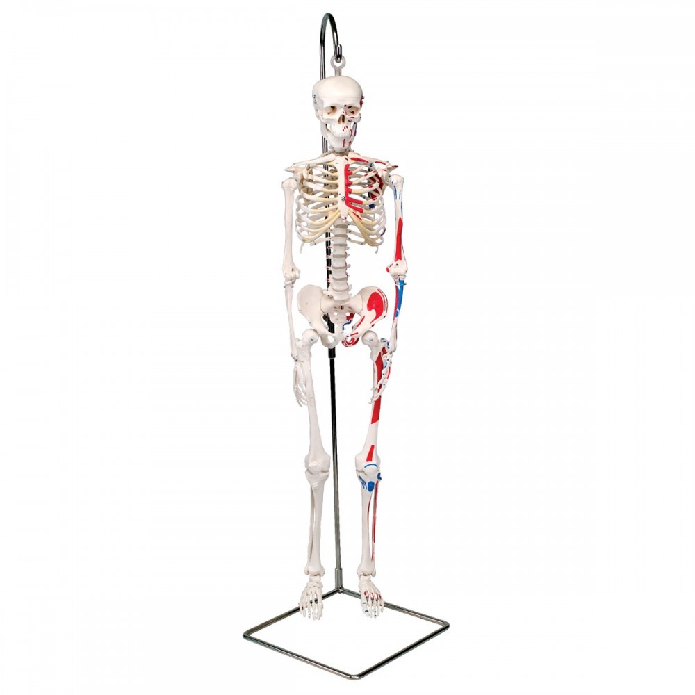 Squelette du corps humain | Teamalex Matériel Médical