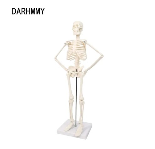Mini squelette anatomique 45 cm, squelette mobile 