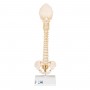 Colonne vertébrale enfant, 3B BONElike - 3B Smart Anatomy