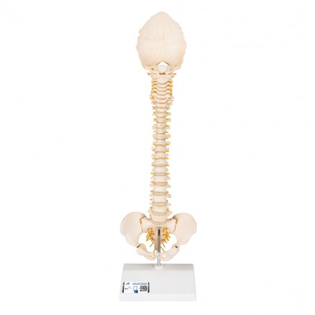 Colonne vertébrale enfant, 3B BONElike - 3B Smart Anatomy