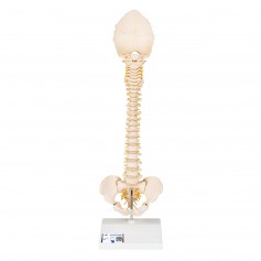 Colonne vertébrale enfant, 3B BONElike A52 - 3B Smart Anatomy