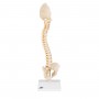 Colonne vertébrale enfant, 3B BONElike - 3B Smart Anatomy