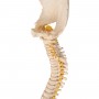 Colonne vertébrale enfant, 3B BONElike - 3B Smart Anatomy