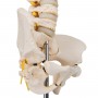 Colonne vertébrale enfant, 3B BONElike - 3B Smart Anatomy