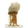 Colonne cervicale avec musculature du cou