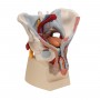 Bassin masculin avec ligaments, vaisseaux, nerfs, plancher pelvien et organes en 7 parties - 3B Smart Anatomy