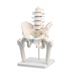 Vertèbres lombaires avec bassin et moignons fémoraux