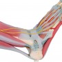 Modèle de squelette du pied avec ligaments et muscles M34/1