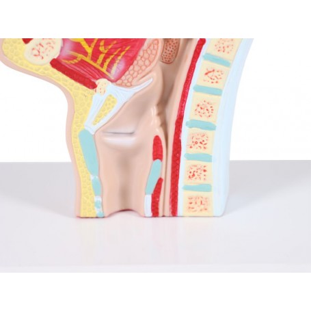 Modèle de coupe transversale de la bouche et du pharynx