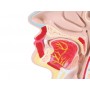 Modèle de coupe transversale de la bouche et du pharynx