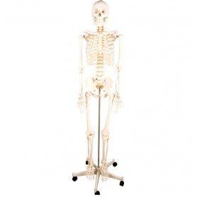 Squelette humain taille réelle FRED Pro Flexible
