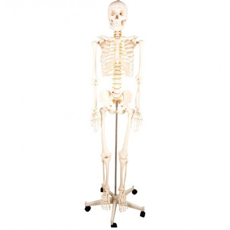 achat squelette anatomique ecopro taille réelle à petit prix