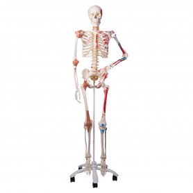 achat Mini squelette d'anatomie Shorty suspendu chez Toomedical