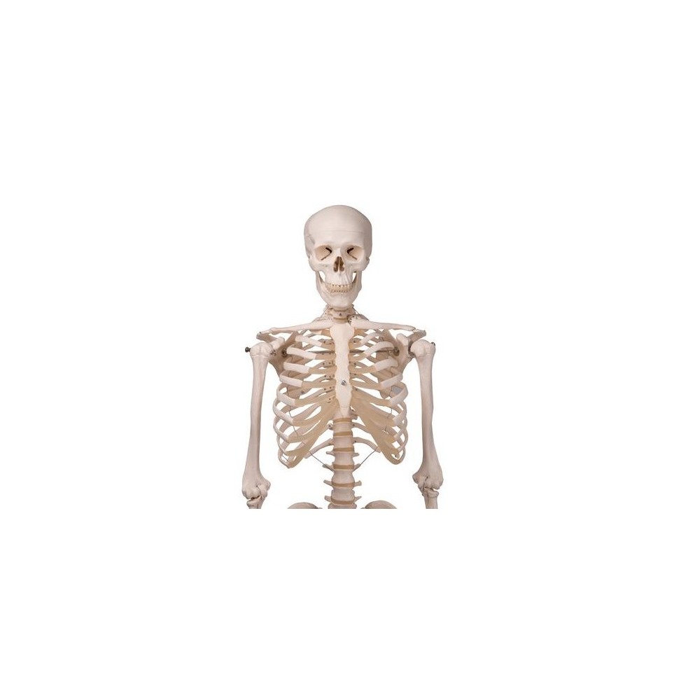 Squelette STAN