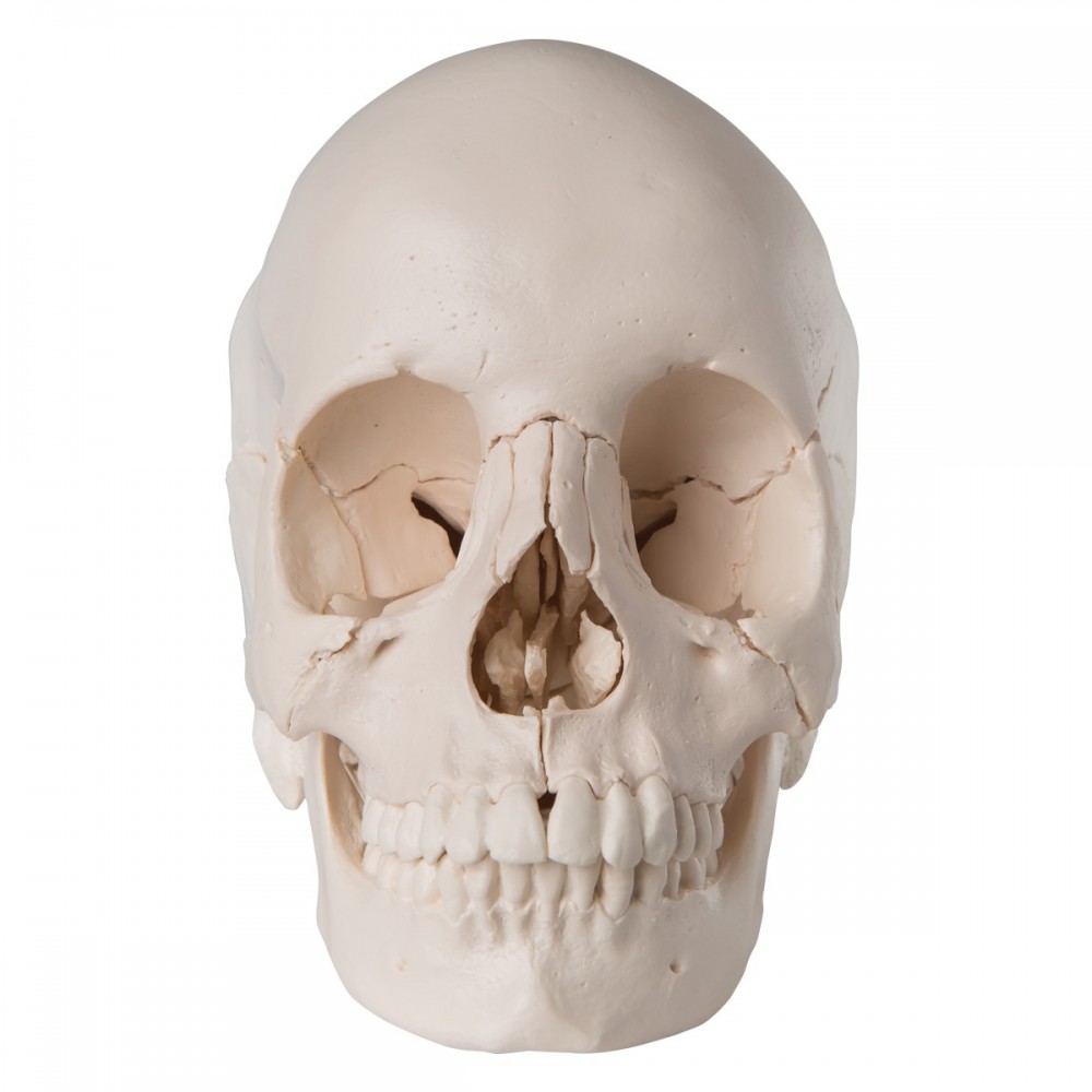 Medline  Crâne articulé - anatomique, 22 pièces A290