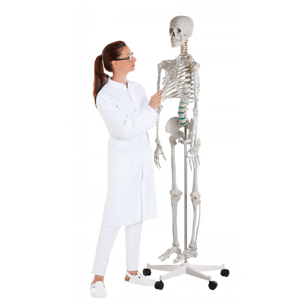 L'avantage de l'utilisation du squelette humain anatomique - BLOG TOOMED