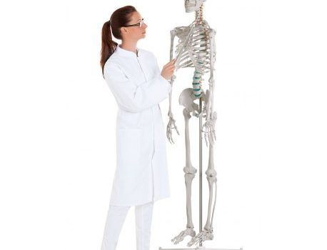 L'avantage de l'utilisation du squelette humain anatomique - BLOG