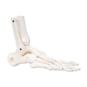  Squelette  du pied  Anatomie et douleurs