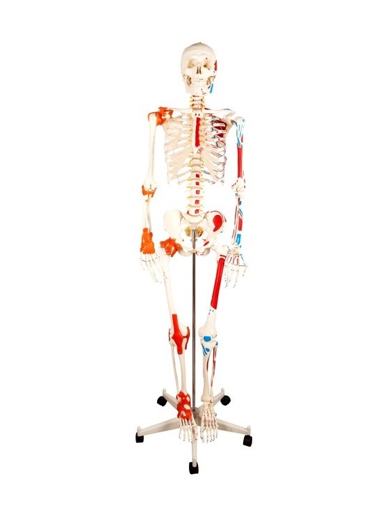 Squelette anatomique Max : avec muscles sur support à cinq pieds
