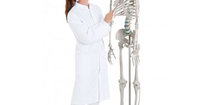 Les meilleures squelettes anatomiques en 2019 ! - BLOG TOOMED