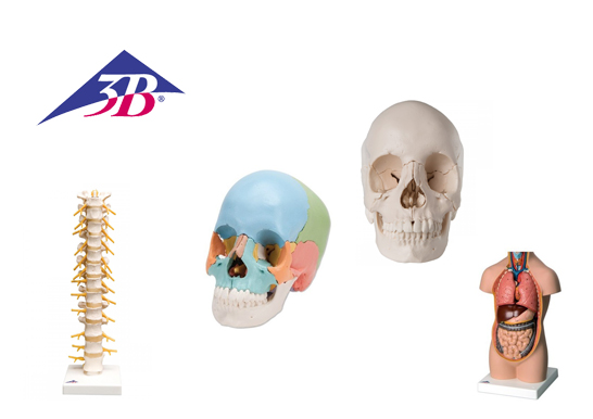 Crânes anatomiques : indispensables pour les étudiants - BLOG TOOMED