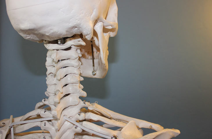 Squelette anatomique pédagogique pour formation