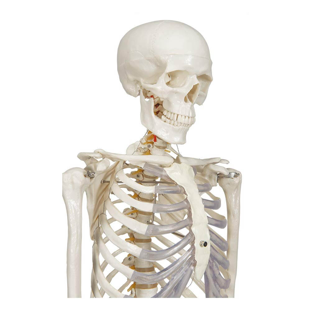 Comment étudier l'anatomie du crâne ? Utilisez un crâne humain anatomique!